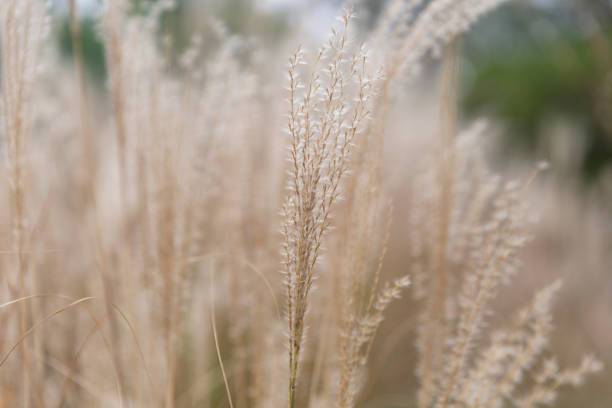 istock Pastel color plant in the wind 1284288713