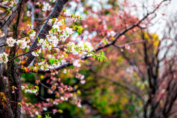 Kyoto in spring in Japan with sakura cherry blossom petals flowers on tree and bokeh blurry background background and wet petals during rain