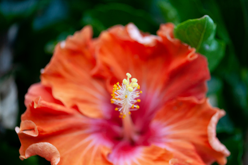 Macro photography of an orange hibiscus while blooming with shallow depth of field