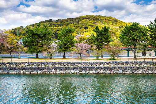 Traditional village town with many cherry blossom sakura trees along river in spring at Uji, Japan city