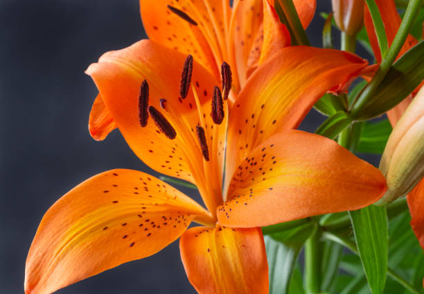 istock Closeup of a orange lily 1284289726