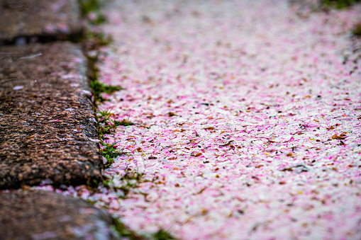 Closeup of rainy day on street road with fallen cherry blossom sakura flower petals in springtime abstract macro