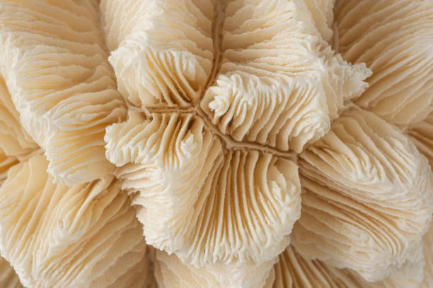 istock Dead white coral skeleton detail 1284289796