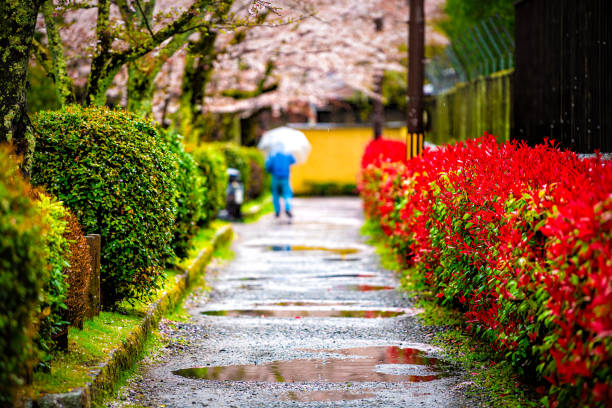 京都、日本の雨水たまり桜桜は、哲学者の散歩ガーデンパークの近くの通りを歩いている人々と春に桜の花の花 - single lane road footpath flower formal garden ストックフォトと画像