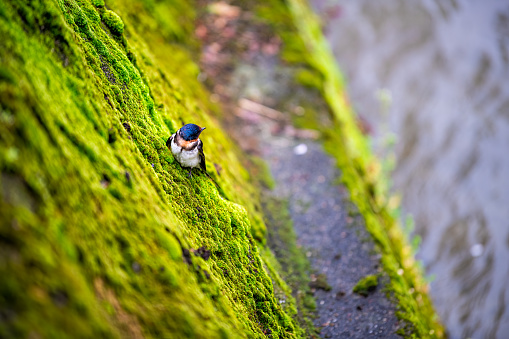 Kyoto, Japan canal river wall water bank with beautiful small barn swallow bird perched closeup with green moss and background