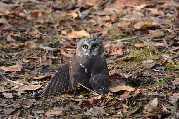 Northern Saw-whet owl catches a vole on the forest floor