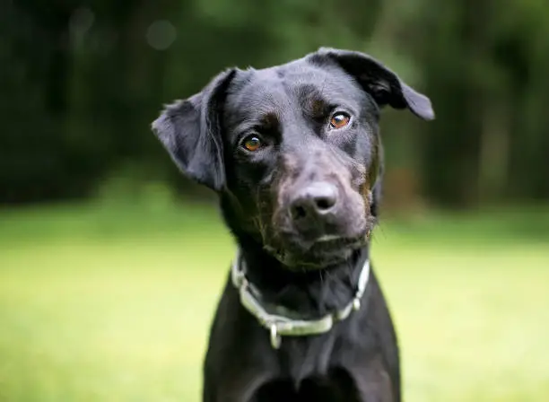 A black Labrador Retriever mixed breed dog looking at the camera with a head tilt