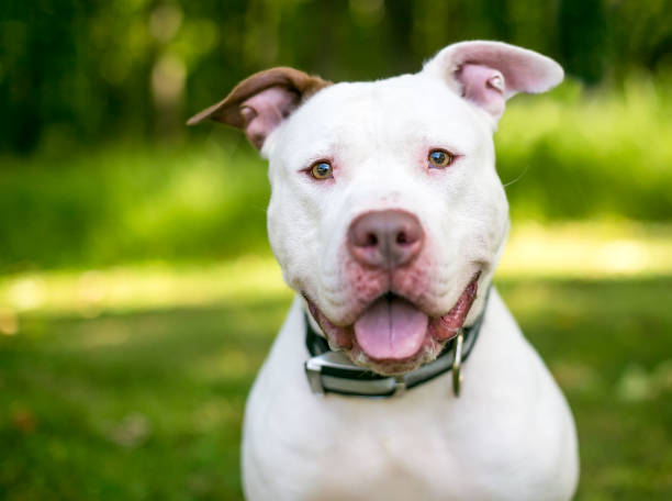 istock A happy Pit Bull Terrier mixed breed dog looking at the camera 1284291447