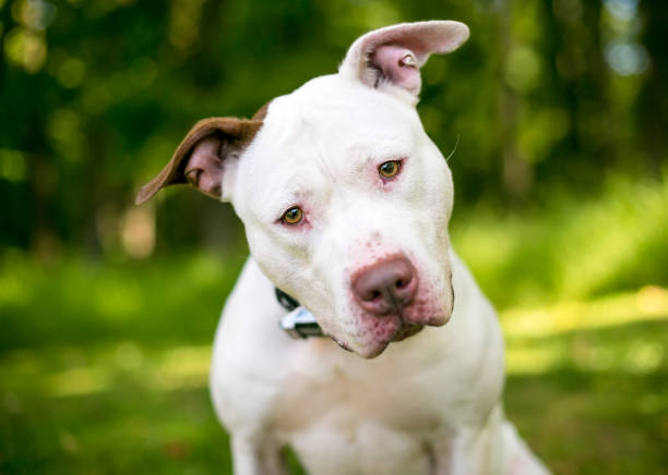 istock A Pit Bull Terrier mixed breed dog listening with a head tilt 1284291458