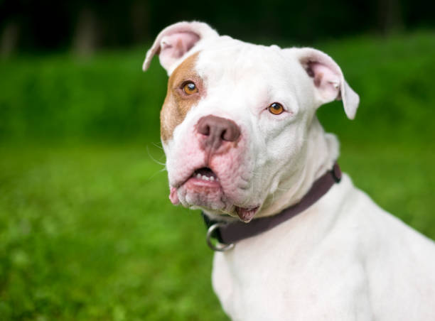 istock A red and white Pit Bull Terrier mixed breed dog outdoors 1284291494