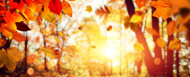 istock Colorful bright leaves falling in autumnal park. 1284292177
