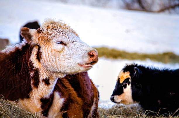 バージニア州の雪の冬に干し草を食べる黒い茶色と白のジャージ牛 - winter agriculture ranch field ストックフォトと画像