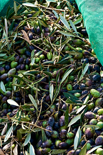 istock Set of harvested olives in blanket, 1284292300