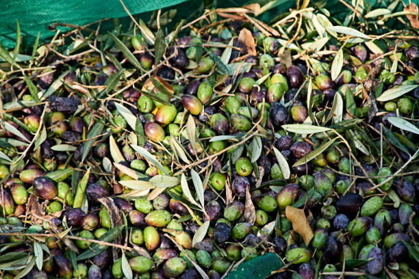 istock Set of harvested olives in blanket 1284292310