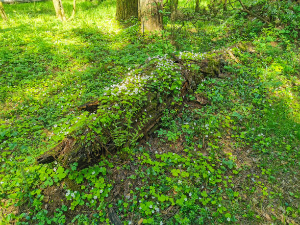 old tree overgrown with moss and flowers, spring flowers on a log