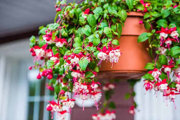 Closeup of hanging red and white fuchsia flowers potted plant basket at porch of home house building blurry background
