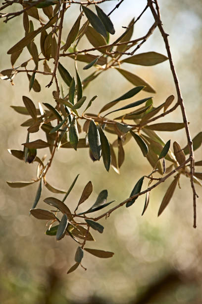 istock Details of olive branch with leaves 1284292585