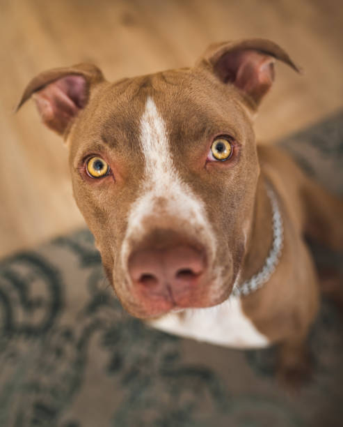 istock Dog, amstaff terrier sitting and loocking up, towards camera 1284292783