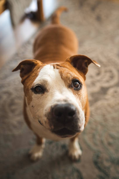 istock Senior dog, amstaff terrier stending and loocking up, towards camera 1284292818