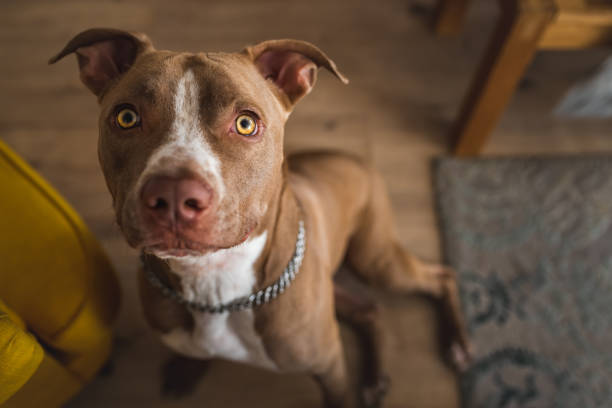 istock Dog, amstaff terrier sitting and loocking up, towards camera 1284292830