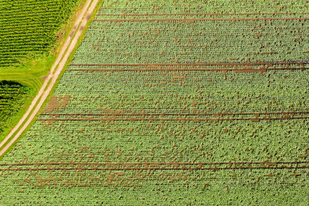 istock Cabage crops in rows on the field on summer day. 1284293422