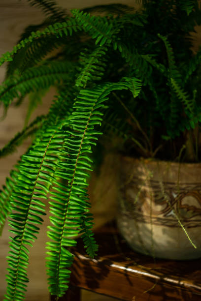 istock Green leaves of fern 1284293427