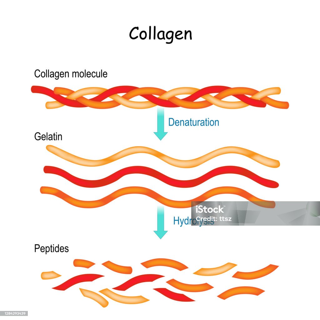 Collagen Hydrolysis and Denaturation Collagen Hydrolysis and Denaturation. from Collagen molecule to Gelatin and peptides. Collagen stock vector