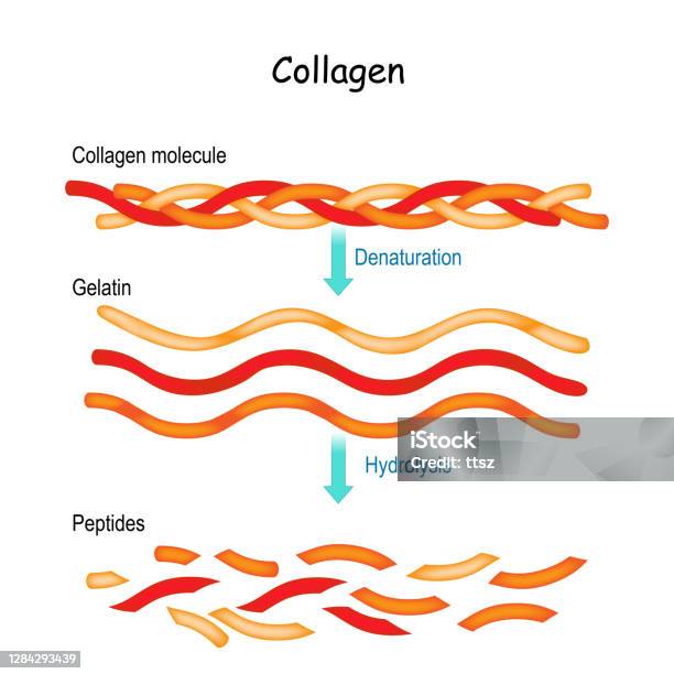 Collagen Hydrolysis And Denaturation Stock Illustration - Download Image Now - Collagen, Peptide, Physical Structure