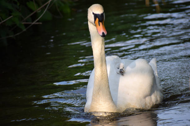istock Parent Swans swimming with new-born Cygnets. 1284293692