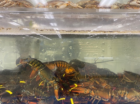 Fresh lobster in tank