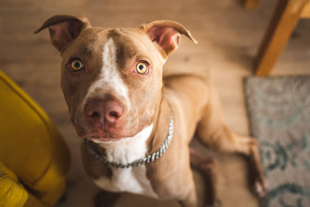istock Dog, amstaff terrier sitting and loocking up, towards camera 1284293769