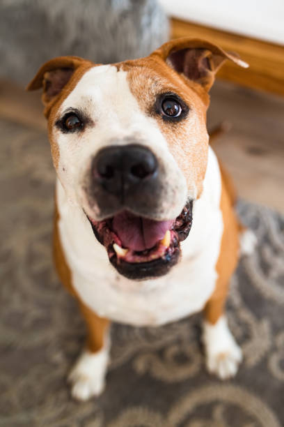 istock Old Dog, amstaff terrier sitting and loocking up, towards camera 1284293834