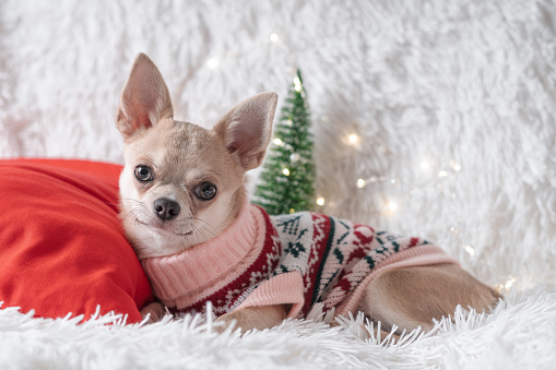 Adorable little Christmas dog chihuahua dog in sweater lies on a blanket