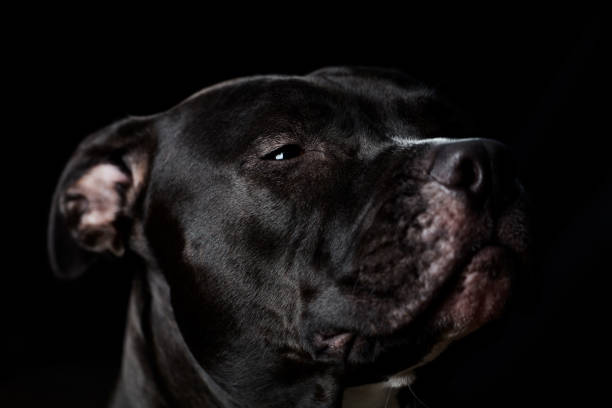 istock American pit bull terrier on dark background. Close up. 1284293902