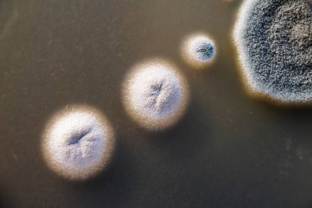 istock Close-up of mold growing in a petri dish 1284295581