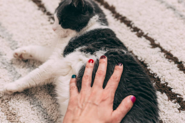 istock Nail polished man's hand caress cat 1284296541