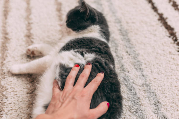 istock Nail polished man's hand caress cat 1284296543
