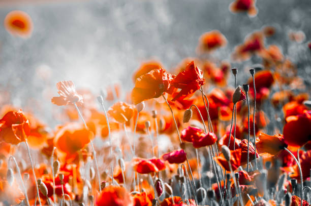 양귀비 꽃 또는 빛과 파파버 라푸아 양귀비 - poppy field remembrance day flower 뉴스 사진 이미지