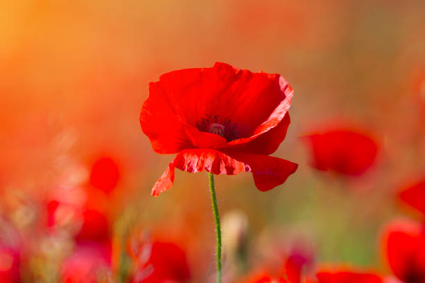 양귀비 꽃 또는 빛과 파파버 라푸아 양귀비 - poppy field remembrance day flower 뉴스 사진 이미지