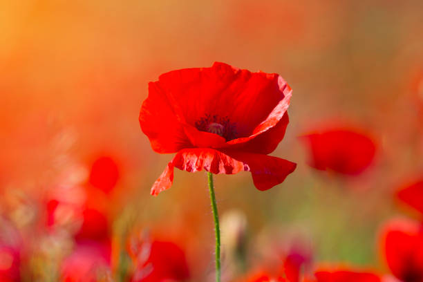 kwiat maku lub papaver rhoeas mak ze światłem - 1918 zdjęcia i obrazy z banku zdjęć