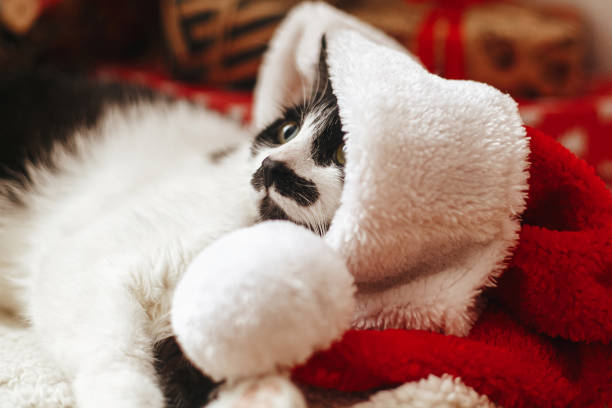 istock Merry Christmas! Adorable cat in santa hat lying at wrapped gift boxes under christmas tree 1284296586