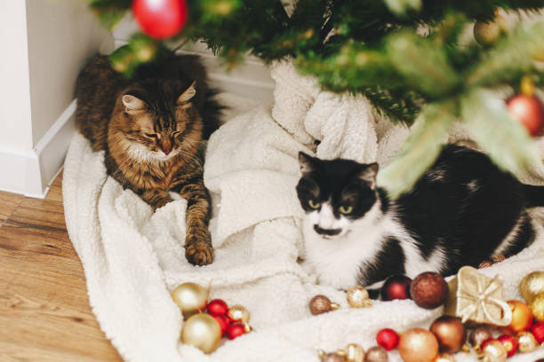 istock Adorable two cats sitting under christmas tree on soft blanket with red and gold baubles 1284296807