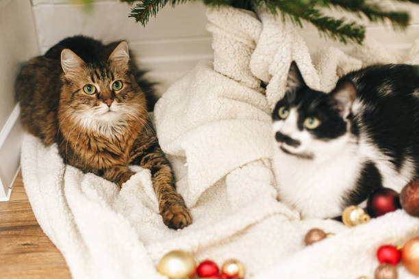 istock Adorable two cats sitting under christmas tree on soft blanket with red and gold baubles 1284297021