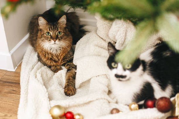 istock Adorable two cats sitting under christmas tree on soft blanket with red and gold baubles 1284297559