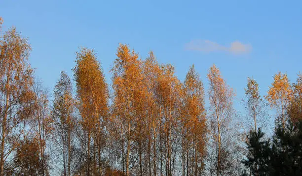 BirchAutumn, Forest, Gold, autumn,light