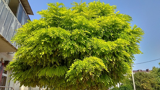 Pinnately compound leaves on the branches of a false acacia tree against the blue sky.\nPinnate, oval leaflets on the branches of a robinia pseudoacacia tree against the sky.\nProlifically flowering robinia tree crown against the blue sky.