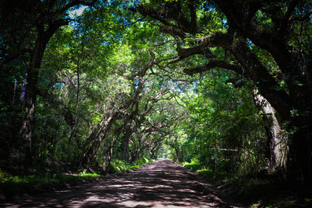 istock shady mossy view of road 1284298030