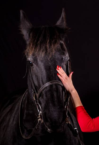 istock Black Friesian Horse & Caring Hand. 1284298610