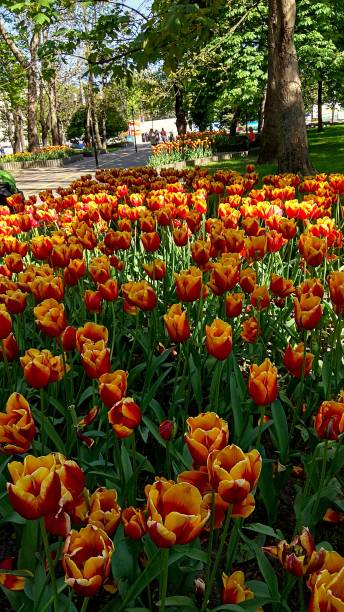 istock Yellow-red bicolor tulips growing in a flower bed between a paved walkway and a tree bed with the green grass in the alley. 1284298626