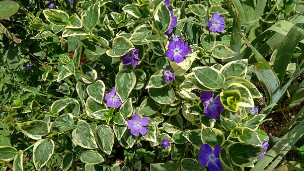 dark violet flowers and dark green leaves with creamy-white margins. - two tone imagens e fotografias de stock